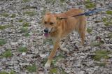 DINGO
