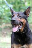 ARES
