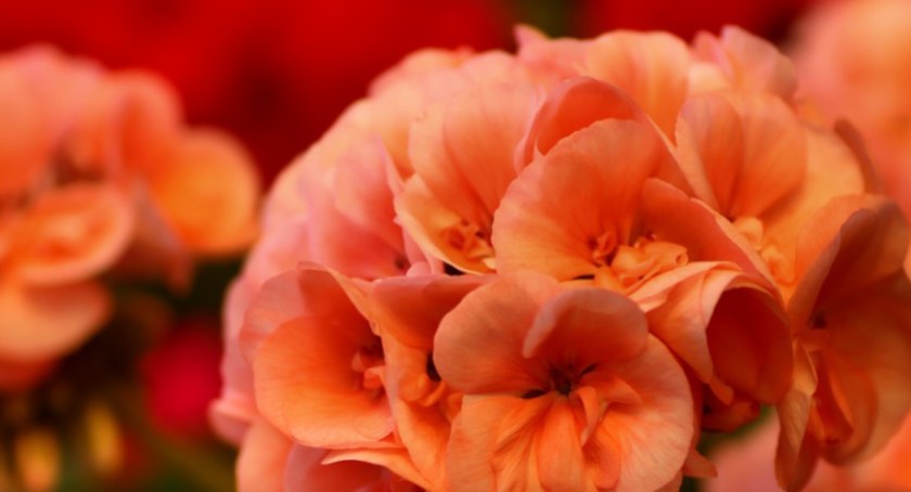 Pelargonie