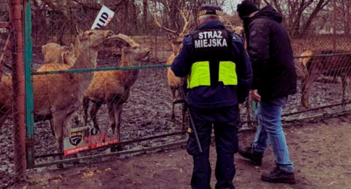 Zwierzęta, Dziura płocie przygoda Białołęce Dworskiej - zdjęcie, fotografia