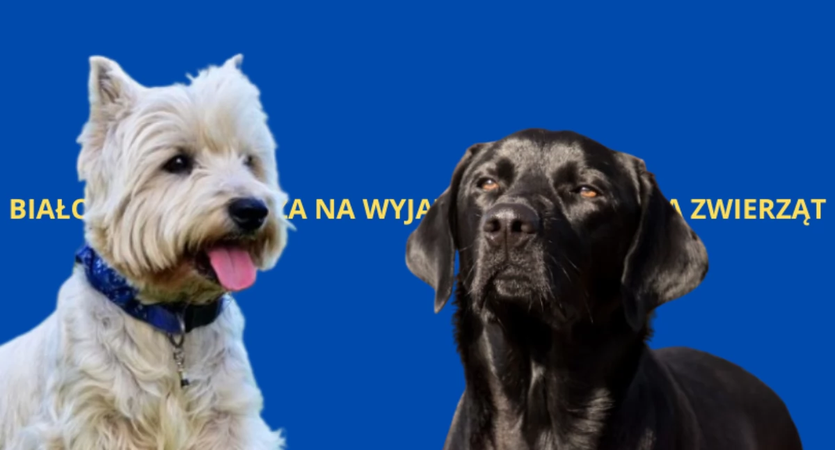 Społeczne, Kolejne Targi Zwierzaków przed nami! - zdjęcie, fotografia