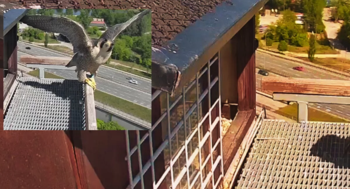 Zwierzęta, Złożyliśmy wizytę sokołom zamieszkującym elektrociepłownię Żeraniu - zdjęcie, fotografia