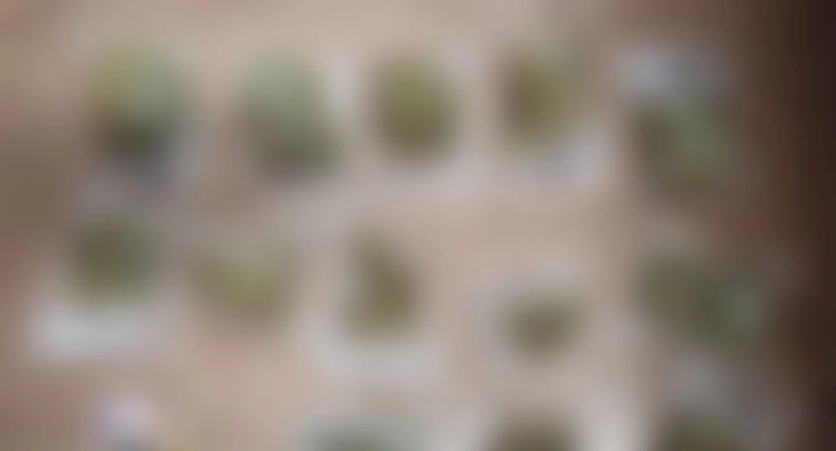 Działania Służb, Zgarnęli prosto ulicy nawet zająknął Akcja Targówku - zdjęcie, fotografia