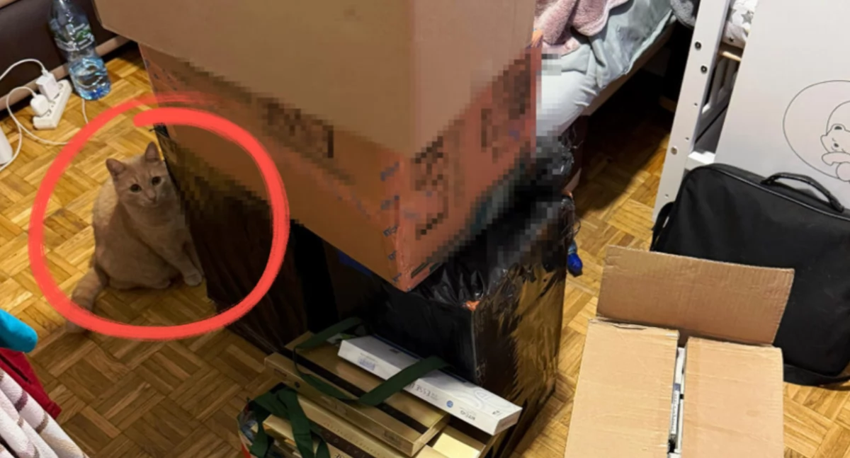 Działania Służb, Gorąca akcja Pradze Północ Kicia świadkiem! - zdjęcie, fotografia