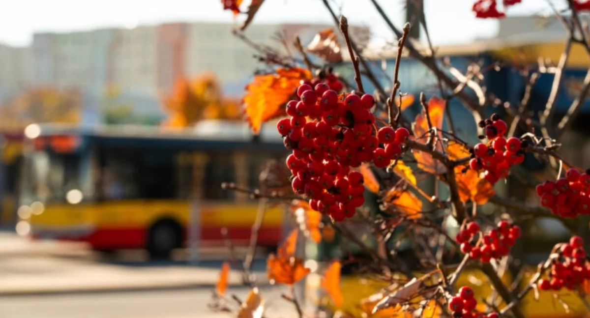 Komunikacja, podróżnych lepszy dojazd Białołękę szczegółach - zdjęcie, fotografia