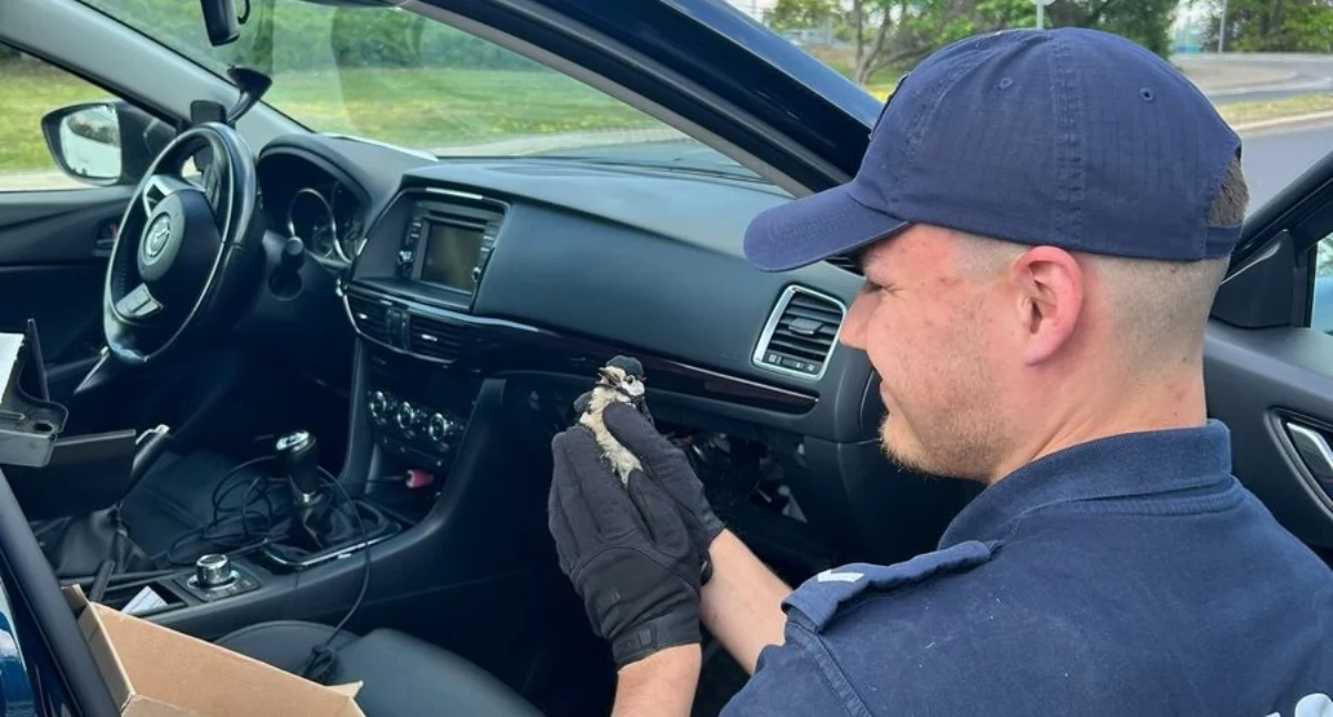 Działania Służb, Nietypowa interwencja policjantów Pradze Północ - zdjęcie, fotografia