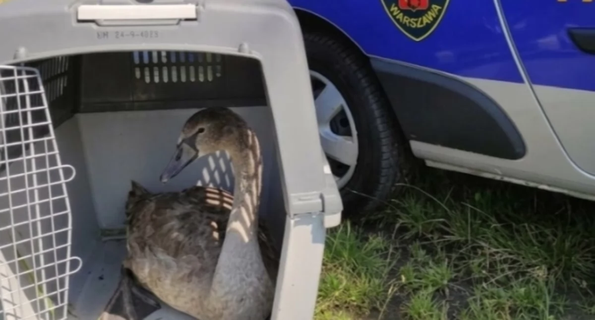 Zwierzęta, CHORY POTRZEBOWAŁ POMOCY patrol zareagował Białołęce! - zdjęcie, fotografia