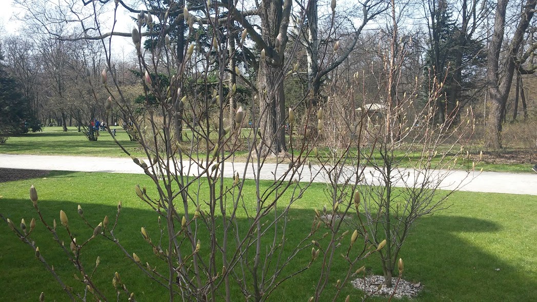 Zdjęcie: Zieleń Białołęka Zanieczyszczenia Białołęka Ochrona środowiska Białołęka DZIELNICA iBialoleka