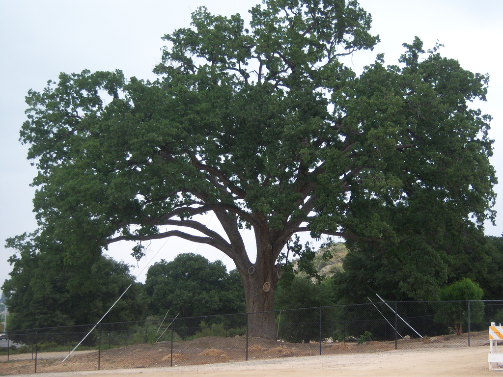 Zdjęcie: Białołęka Warszawa wiadomości Dzielnica Warszawy Białołęka Portal Białołęki iBialoleka