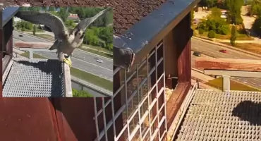 Złożyliśmy wizytę sokołom, zamieszkującym elektrociepłownię na Żeraniu