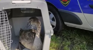 CHORY POTRZEBOWAŁ POMOCY. Eko-patrol zareagował na Białołęce!